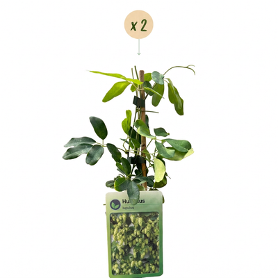2x Nordbrau Hopfenpflanze im 9cm Topf, Kletterpflanze, bis 6m