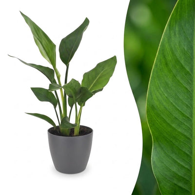 Green boutiQ - Strelitzia Reginea - Paradiesvogelblume - 1 Plant - met Potter Grijs - Pot 12cm - Hoogte - 35cm