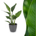 Green boutiQ - Strelitzia Reginea - Paradiesvogelblume - 1 Plant - met Potter Grijs - Pot 12cm - Hoogte - 35cm Bild 1