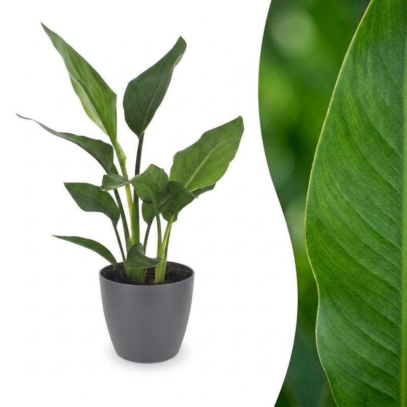 Green boutiQ - Strelitzia Reginea - Paradiesvogelblume - 1 Plant - met Potter Grijs - Pot 12cm - Hoogte - 35cm