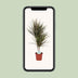 Dracaena Bicolor (Drachenbaum) - Ø17cm, ↕75cm Bild 5