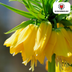 Fritillaria Bulbs - Crown Imperial Lutea - 5 pieces Bild 3