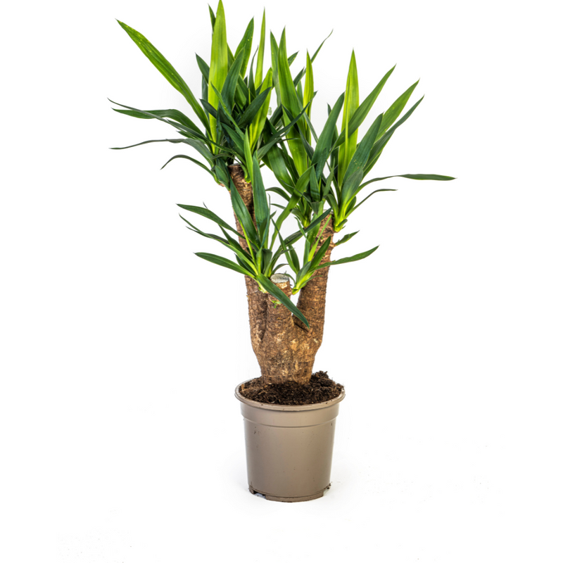 Verzweigte Elefantenfuß-Yucca (Ø21cm, 60-70cm)