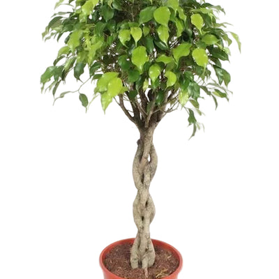 Ficus Exotica XL - 120cm - Ø30cm Topf