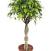 Ficus Exotica XL - 120cm - Ø30cm Topf Bild 1