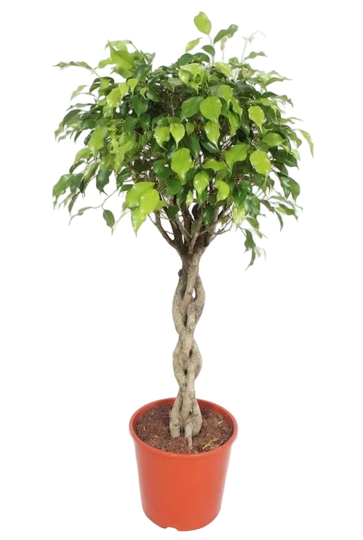 Ficus Exotica XL - 120cm - Ø30cm Topf