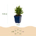 Green boutiQ - Perennial - Aster Tricolour - Sea Aster - Bee and Butterfly Attractors - Purple - Pink - White - 24 Plants - Pot 11cm - Height 15-25cm Bild 3