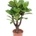 Verzweigte Geigenfeige (Ficus Lyrata), 120cm, Topf Ø27cm Bild 1