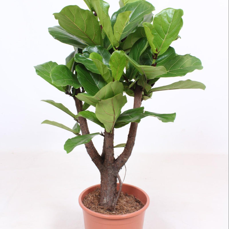 Verzweigte Geigenfeige (Ficus Lyrata), 120cm, Topf Ø27cm