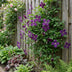 Clematis 'Polish Spirit' - 2 Kletterpflanzen, rosa Blüte, pflegeleicht Bild 4