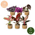 Baby Paradise Mix: 6 tropische Zimmerpflanzen in Ø6cm Töpfen Bild 5