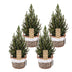 4x Picea glauca Conica - Zuckerhutfichte - Grün - Weihnachtsbaum - inkl. Korb - Ø17cm - ↕65cm Bild 2