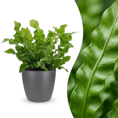 Green boutiQ - Asplenium Crispy Wave - Krauser Wellenfarn - 1 Plant - mit Potter Grijs - Topf 12cm - Höhe - 30cm