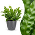 Green boutiQ - Asplenium Crispy Wave - Krauser Wellenfarn - 1 Plant - mit Potter Grijs - Topf 12cm - Höhe - 30cm Bild 1