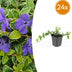Vinca minor 'Argenteovariegata' - Bodendecker mit silbrig-weißen Blatträndern Bild 1