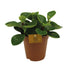 Peperomia Red Canyon - Ø15cm - ↕25cm - Pflegeleicht & dekorativ Bild 1
