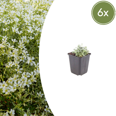 6x Kriechendes Hornkraut (Cerastium tomentosum), 10-25cm