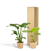 Strelitzia Nicolai & Alocasia Macrorrhiza Set in Selin Basket Bild 6