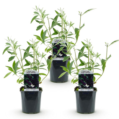 Buddleja davidii Black Night: 3 Schmetterlingsflieder, 45cm hoch, Topf 17cm