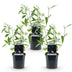 Buddleja davidii Black Night: 3 Schmetterlingsflieder, 45cm hoch, Topf 17cm Bild 2