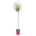 Salix Flamingo - Ø23cm - ↕140-160cm Bild 2