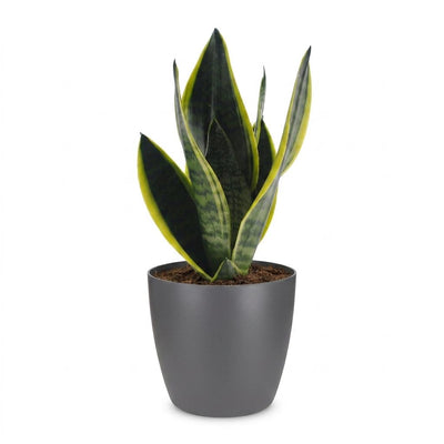 Green boutiQ - Sansevieria Future Superb - Bogenhanf - 1 Plant - mit Potter Grijs - Topf 12cm - Höhe - 35cm