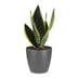 Green boutiQ - Sansevieria Future Superb - Bogenhanf - 1 Plant - mit Potter Grijs - Topf 12cm - Höhe - 35cm Bild 2