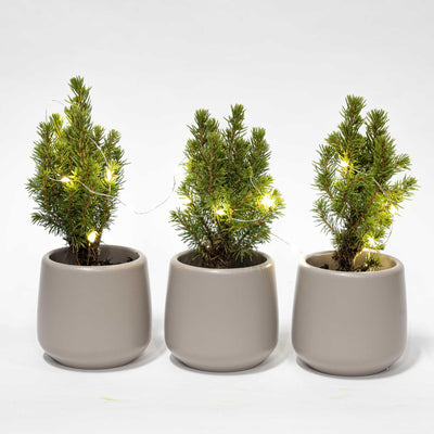 Mini-Weihnachtsbaum-Set mit 3 Keramiktöpfen & LED-Lichtern