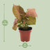 Syngonium Neon (Arrowhead Plant) - Ø12cm - H approx. 25cm Bild 2