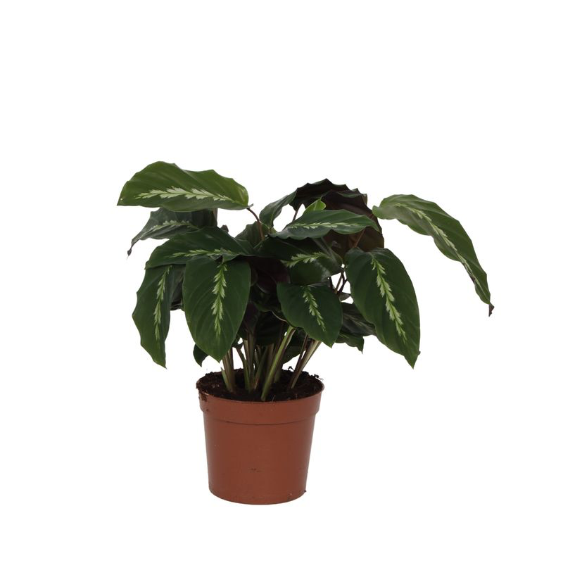 Calathea Maui Queen Pflanze - 35 cm hoch