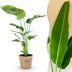 Green boutiQ - Zimmerpflanzen - Stelitzia Nicolai - Paradiesvogelblume - Geringer Pflegeaufwand - mit Korb - Grün - 1 Pflanze - Topf 21cm - Höhe 110-120cm Bild 1