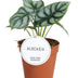 Alocasia Silver Dragon Ø12cm - 25cm Bild 1