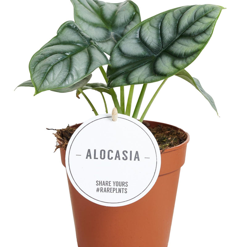 Alocasia Silver Dragon Ø12cm - 25cm