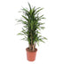 Dracaena Riki, 140 cm tall, Ø30 cm pot Bild 1