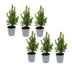 6x Mini-kerstboom - ↑15-20 cm - Ø 6 cm Picea Glauca Perfecta Bild 1