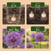 640x Zierlauch 'Bulb Garden' - Sommerblüher, Zwiebelgröße 10/12 Bild 4