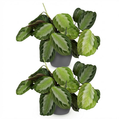 Maranta Fascinator Silverband Zimmerpflanze: 2er Set mit Topf