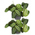 Maranta Fascinator Silverband Houseplant: Set of 2 with Pot Bild 2