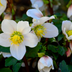 24x Christrose Helleborus niger, 10-25cm hoch, Ø9cm Topf Bild 7