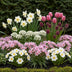 GreenboutiQ - Flower Bulbs - Bulb Garden Pink Mix - Bulbs Hardy Perennial - Various Species - Color Pink - 125 Pieces - Gift Packaging Bild 3