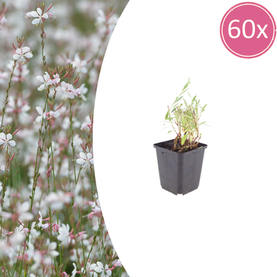 Gaura lindheimeri 'Prachtkerze' 60x 10-25cm Topf Ø9cm