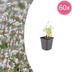 Gaura lindheimeri 'Prachtkerze' 60x 10-25cm Topf Ø9cm Bild 1