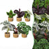 Baby Jungle Mix: 6 tropische Zimmerpflanzen für Ihr Zuhause, Ø6cm Bild 1
