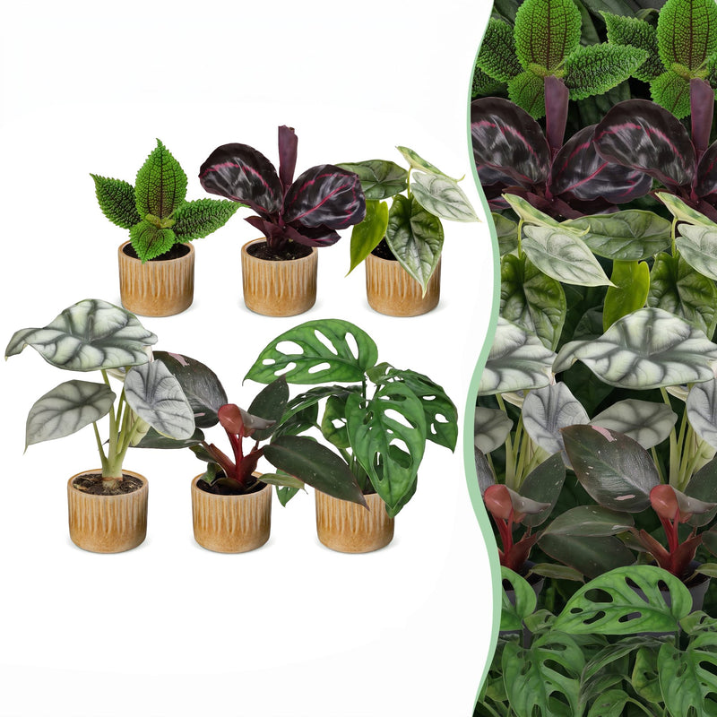Baby Jungle Mix: 6 tropische Zimmerpflanzen für Ihr Zuhause, Ø6cm