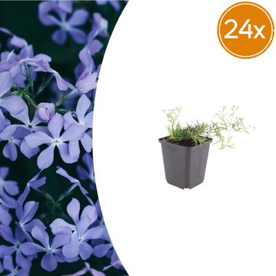 24x Phlox 'Emerald Cushion Blue' - Polsterbildender Bodendecker, 10-25cm