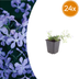 24x Phlox 'Emerald Cushion Blue' - Polsterbildender Bodendecker, 10-25cm Bild 1