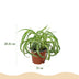 Green boutiQ – Zimmerpflanze – Grünlilie 'Bonnie' – Krause Grünlilie – Haustierfreundlich – Panaschiert – 2 Pflanzen – Topf 12 cm – Höhe 20–25 cm Bild 3