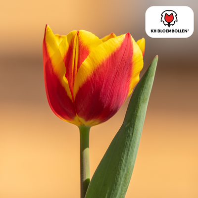 Tulpenzwiebeln Jan Seignette – 20 Stück | KH Bloembollen® | Rood-Geel Gestreepte Tulp – Klassiek & Opvallend – Voor Tuin of Pot – Maat 11/12 – Vers van de Teler