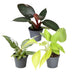 3x Baby Philodendron Tricolour Mix (Ø6cm, ↕10-15cm) - Farbenfroh Bild 2