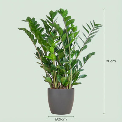 Zamioculcas Zamiifolia Glücksfeder im grauen Bio Topf 80cm